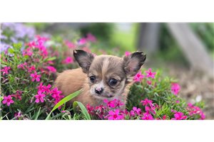 Natalie - Chihuahua for sale
