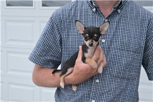 Nico - Chihuahua for sale