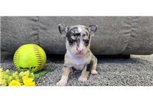 Bobby - Chihuahua for sale