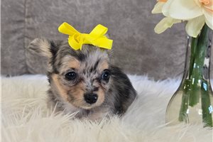 Nori - puppy for sale