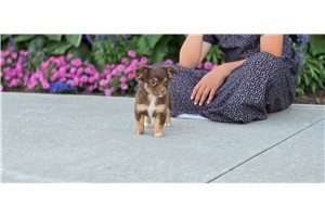 Misty - Chihuahua for sale