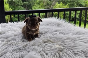 Mister - Chihuahua for sale