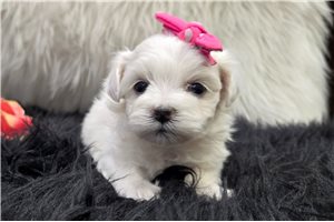 Jessica - puppy for sale