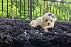 Nicole - Maltese for sale