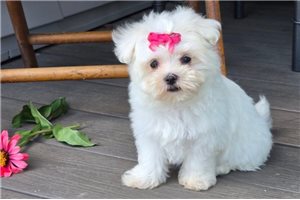 Noelle - Maltese for sale