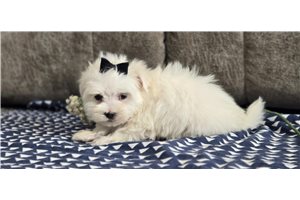 Jensen - Maltese for sale