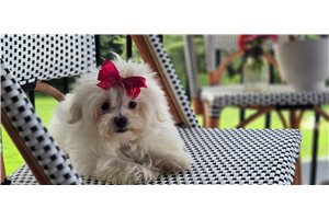 Nicole - Maltese for sale