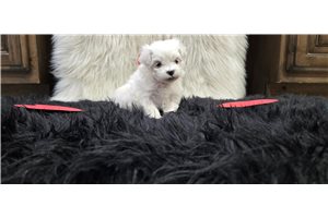 Jensen - puppy for sale