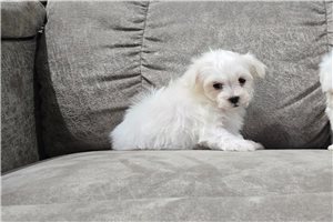 Jane - Maltese for sale