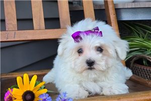 Nicole - Maltese for sale