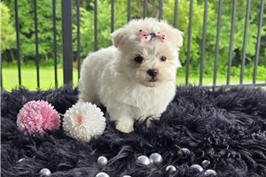 Noelle - puppy for sale