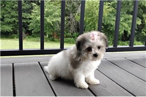 Gertrude - Malti Pom - Maltipom for sale