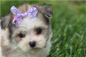 Gertrude - Malti Pom - Maltipom for sale