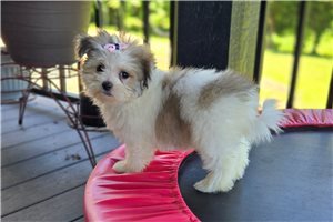 Gertrude - Malti Pom - Maltipom for sale