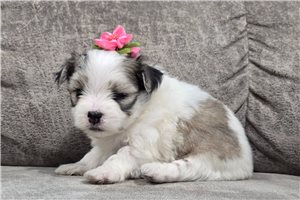 Gertrude - Malti Pom - Maltipom for sale