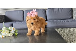Fiona - Malti Poo - Maltipoo for sale