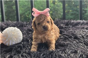 Fiona - Malti Poo - Maltipoo for sale