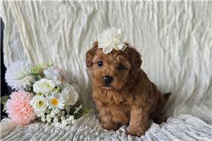 Felicity - Malti Poo - Maltipoo for sale