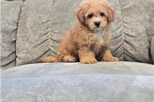 Fiona - Malti Poo - Maltipoo for sale
