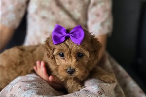 Felicity - Malti Poo - Maltipoo for sale