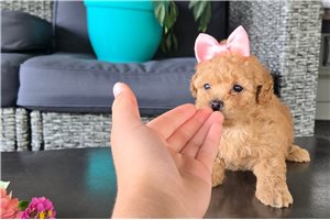 Fiona - Malti Poo - Maltipoo for sale