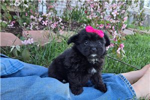 Izzy - Mixed/Other for sale