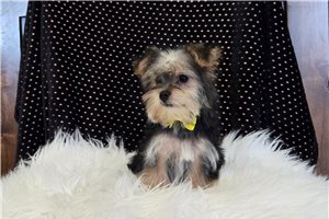 Sebastian - Morkie / Yorktese for sale