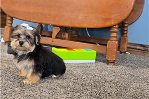 Barney - Morkie / Yorktese for sale