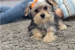 Addie - Morkie / Yorktese for sale
