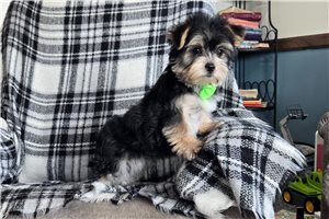 Harold - Morkie / Yorktese for sale