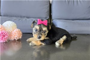 Amelie - Morkie / Yorktese for sale