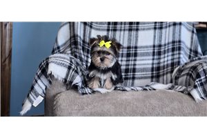 Sebastian - Morkie / Yorktese for sale