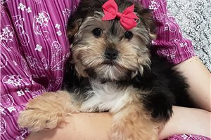 Trissia - Morkie / Yorktese for sale