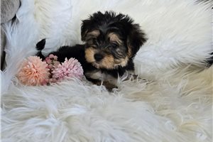 Amelie - Morkie / Yorktese, placed in Kirksville