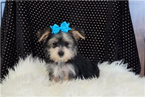 Harold - Morkie / Yorktese for sale