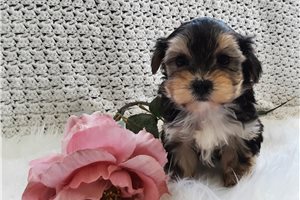 Sherri - puppy for sale