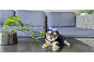 Addie - Morkie / Yorktese for sale