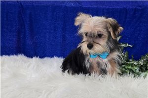 Sebastian - Morkie / Yorktese for sale