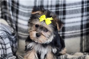 Sebastian - Morkie / Yorktese for sale