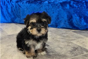 Barney - Morkie / Yorktese for sale