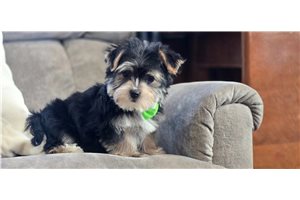 Harold - Morkie / Yorktese for sale