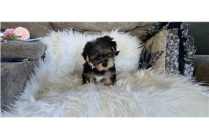 Barney - Morkie / Yorktese for sale