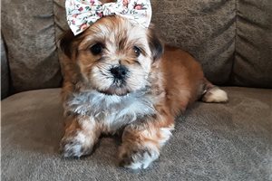 Shelly - puppy for sale