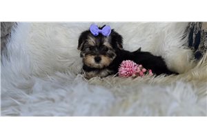 Addie - Morkie / Yorktese for sale