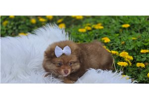 Knox - Pomeranian for sale