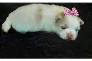 Tina - Pomeranian for sale