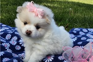 Tina - Pomeranian for sale
