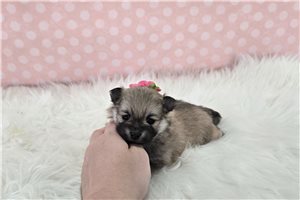 Eloise - Pomeranian for sale