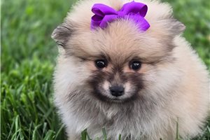 Eloise - Pomeranian for sale