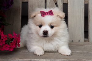 Tina - puppy for sale
